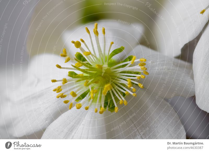 Flower of Helleborus niger, Ranunculaceae; Christmas rose or Lenzrose, close up bilges snow rose halberry Blossom White Stamp stamens hardy