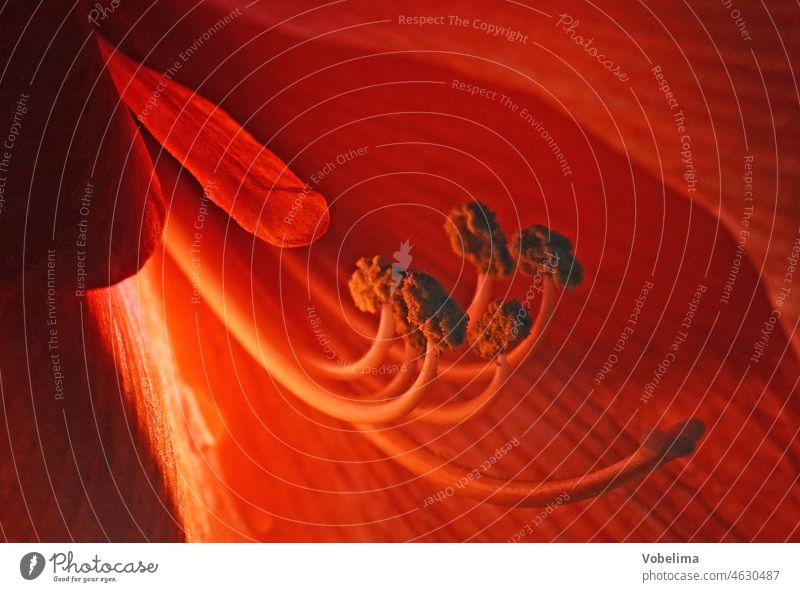 Flower of an amaryllis, close-up Amaryllis Hippeastrum Blossom Red Orange close up Close-up Macro (Extreme close-up) dust bag Stamen detail Light Lighting
