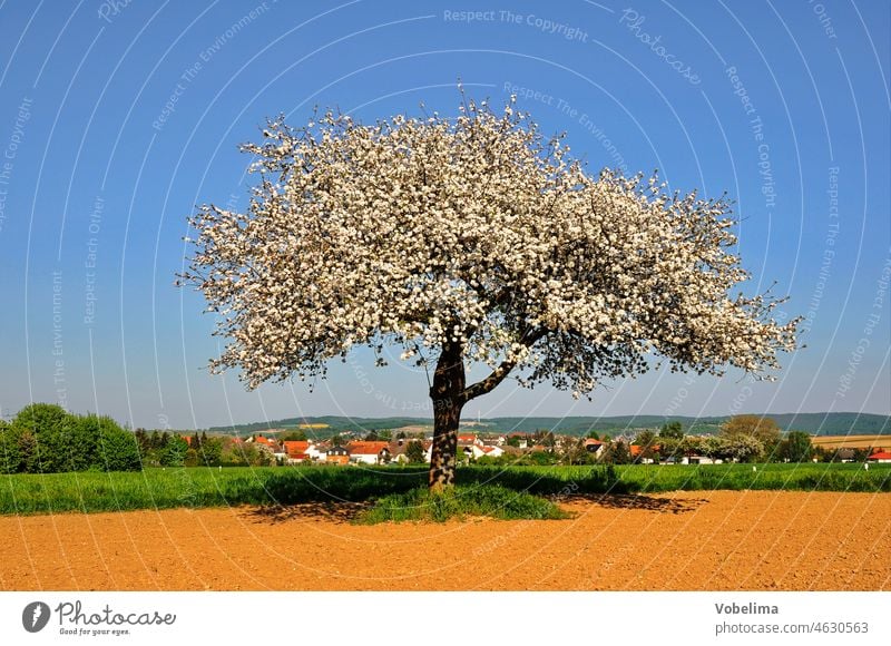 Flowering apple tree Apple tree Tree Blossoming Spring spring Field acre Apple Blossom Nature Landscape gross-umstadt South Hesse tree blossom Blue sky Odenwald