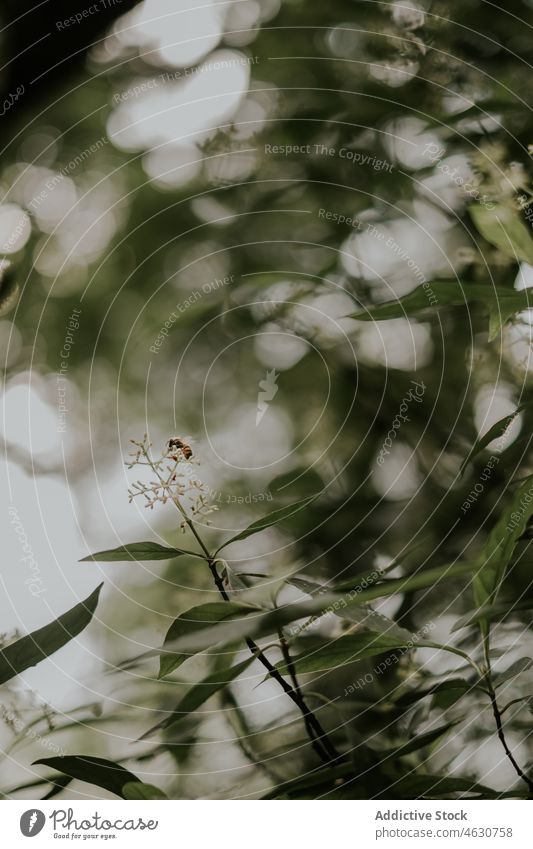 Bees collecting nectar from flower bee insect animal nature wildlife fauna natural honey bloom blossom forest outdoors flora specie habitat biology zoology