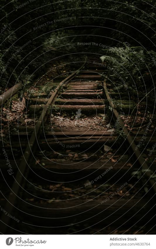 Amazing view of railroad on dark forest scenery railway landscape rock tree woods nature mountain environment majestic scenic picturesque wild plant route green