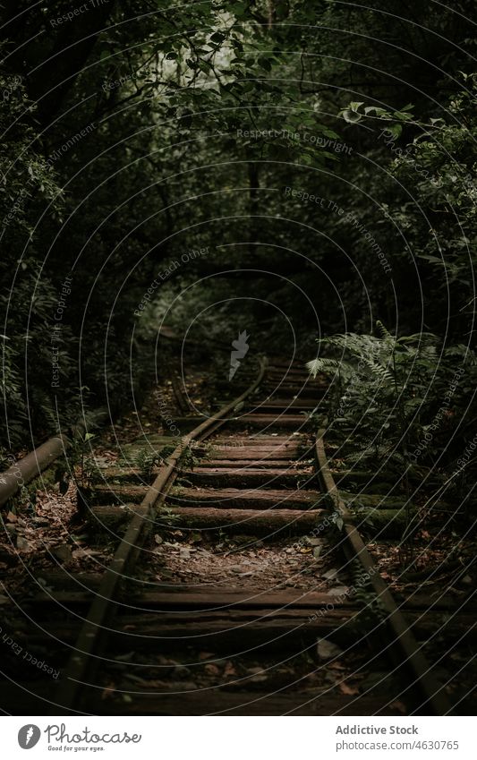 Amazing view of railroad on dark forest scenery railway landscape rock tree woods nature mountain environment majestic scenic picturesque wild plant route green