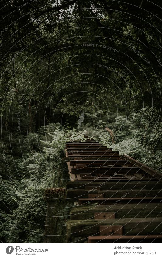 Amazing view of railroad on dark forest scenery railway landscape rock tree woods nature mountain environment majestic scenic picturesque wild plant route green