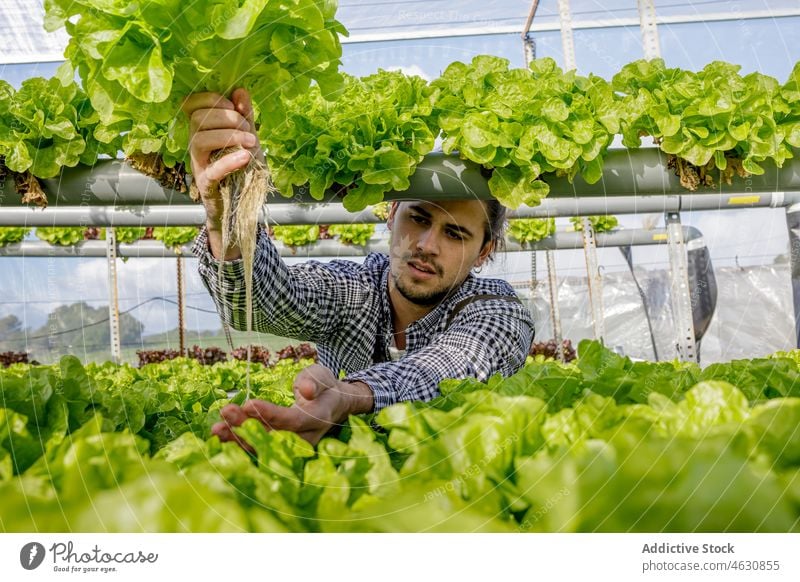 Gardener showing seedling of green lettuce in greenhouse man farmer agriculture grow cultivate check male plant growth root horticulture fresh gardener