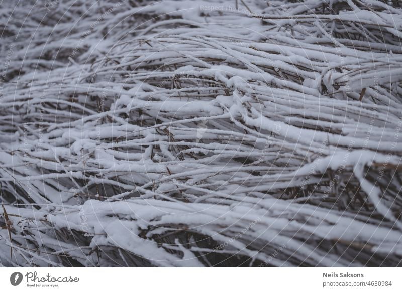 close up of snow covered river grass and reeds abstract backdrop background beautiful black blue christmas closeup cold color decoration design detail effect