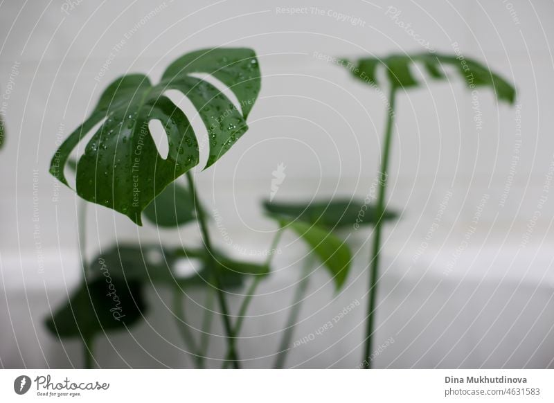 Green plants in the shower. Showering the potted plants in the bathtub. houseplant showering watering shower for plants tropical plants maintenance bathroom