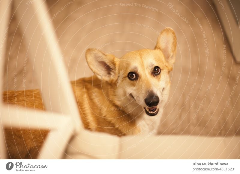 Cute corgi dog sitting on the floor at home. Corgi dog asking for food from the table and smiling. corgi puppy welsh corgi pembroke fluffy friend friendship