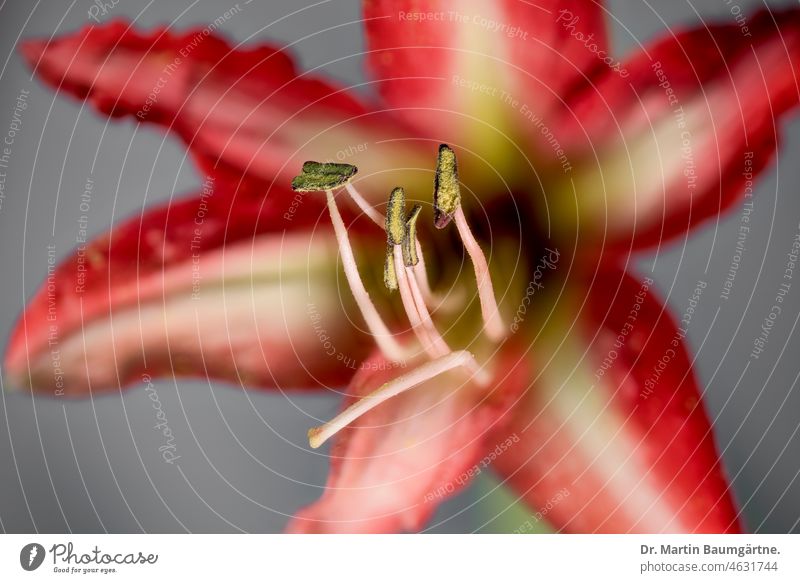 Hippeastrum, delphinium, flower; stamens and pistil in focus Hippeastrum hybrid Hybrids Amaryllis Blossom dust bag Stamp Flower Onion Flower Ornamental flower