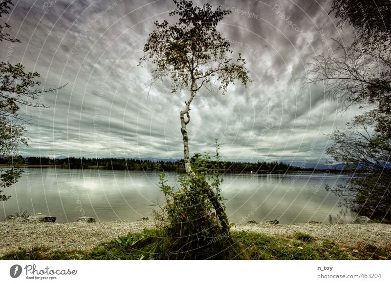 Waiting for thunderstorms Environment Nature Landscape Autumn Weather Tree Forest Bog Marsh Lake Think To enjoy Infinity Natural Clean Blue Green Moody Calm