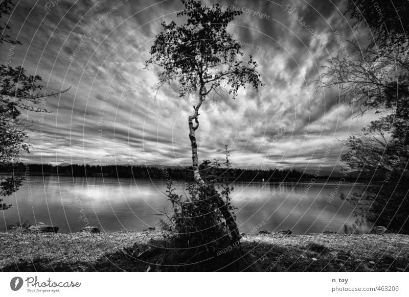 black and white Nature Landscape Clouds Storm clouds Summer Rain Thunder and lightning Tree Forest Alps Lakeside Bog Marsh Breathe Swimming & Bathing Think