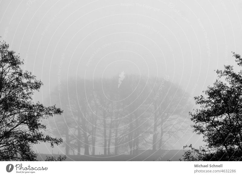 Group of trees in fog Fog Shroud of fog Misty atmosphere wafts of mist Tree Nature Cloud forest Sea of fog Wall of fog Bad weather