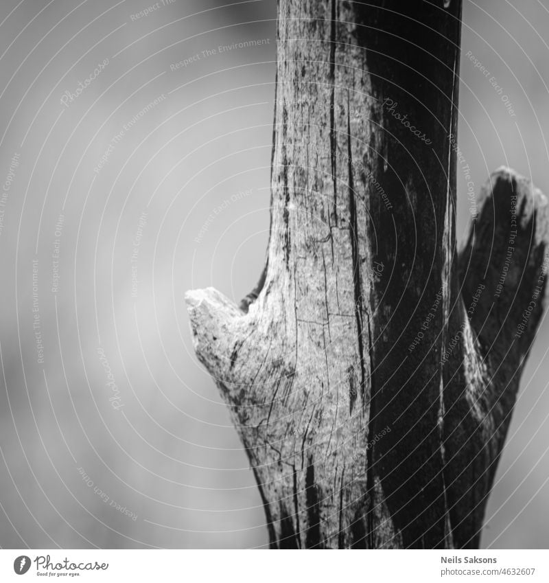 old tree brach without bark abstract aging background black closeup dark detail drop forest gloomy grunge material natural nature outdoors paint park pattern