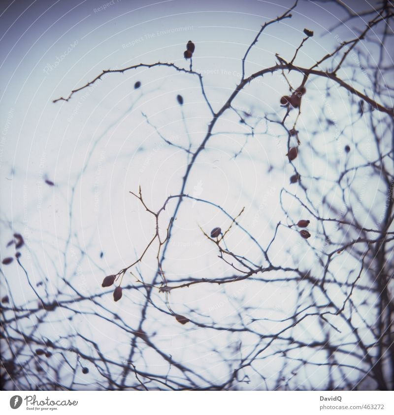 brier Plant Bushes Wild plant Wild rose Rose hip Thorny Blue Nature Colour photo Exterior shot Twilight Silhouette Back-light Shallow depth of field