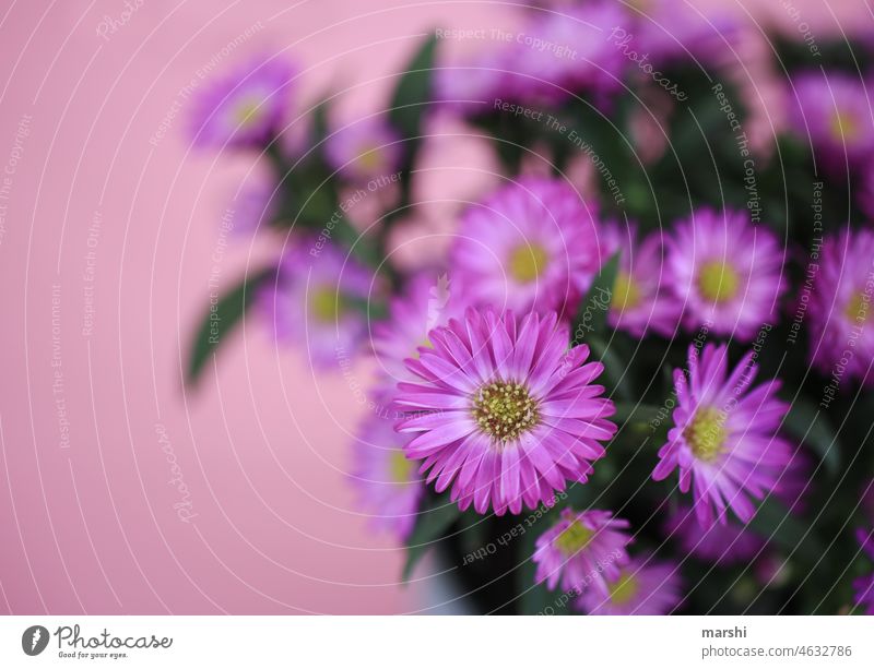 purple flowers Magenta little flowers Bouquet Salutation Love Valentine's Day Pink Delicate blurriness Detail flora Blossom