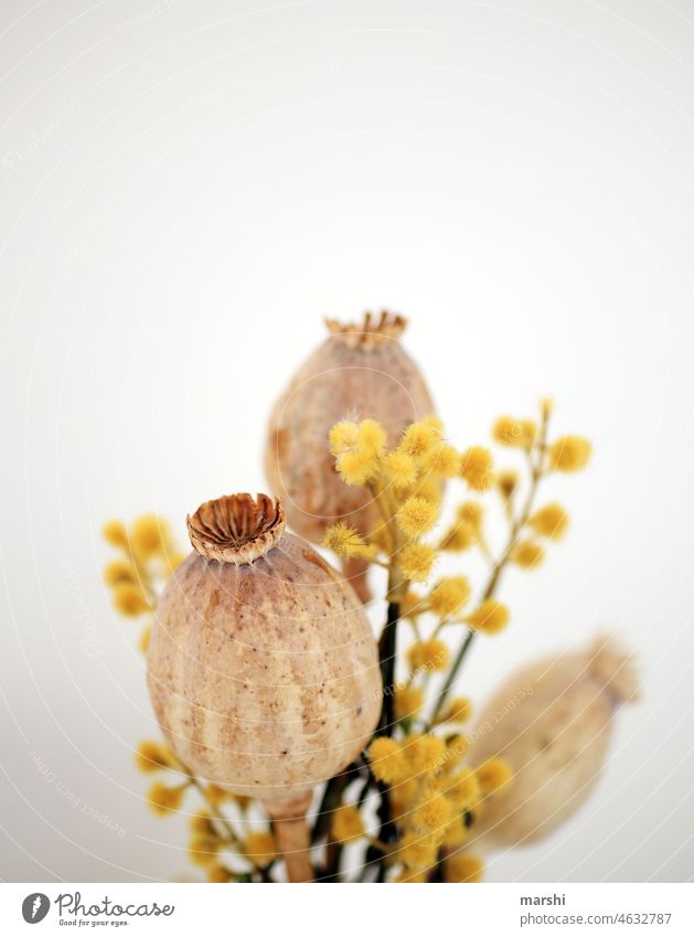 Yellow poppy Poppy Poppy capsule Decoration home detail Detail Dried flowers ornamental flora