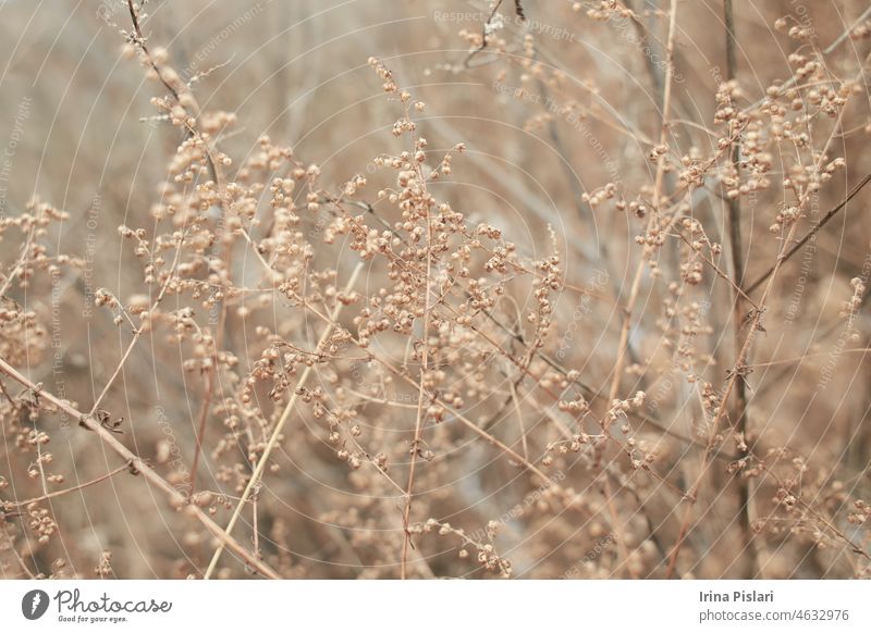 Tiny white flowers on dry twigs of wild plant bushes with blurry background. Bunches of small white seeds on thin branches. dried bushes in winter. selected focus