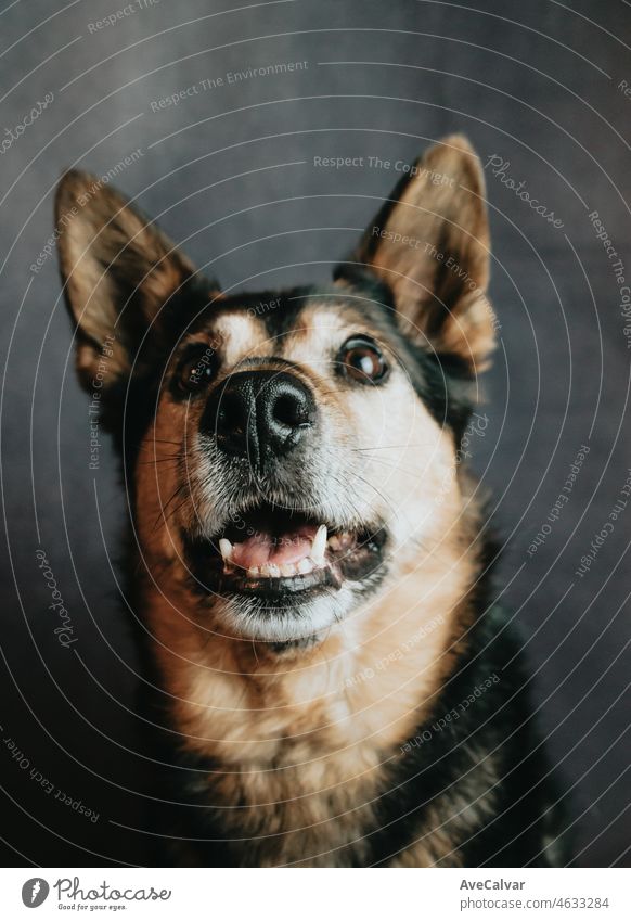 Young and happy short haired German Shepherd frontal close up portrait, smiling dog happy looking for food. Funny dog hungry. Dark background, animal dog health care concept