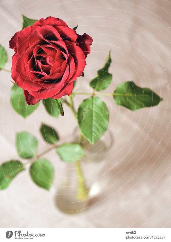 redhead pink Blossom Delicate Near Colour photo Plant Elegant Detail Red pretty Blossoming Interior shot Flower leaves Vase Shallow depth of field Table