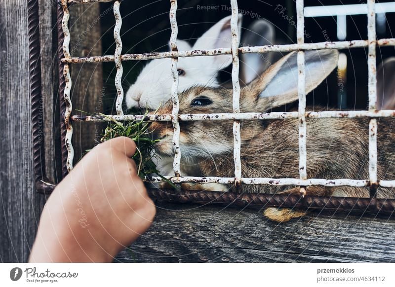 Child feeding rabbits sitting in hutch on farm. Closeup of child hand holding bunch of grass while feeding rabbits pet care animal cute eating playful cage