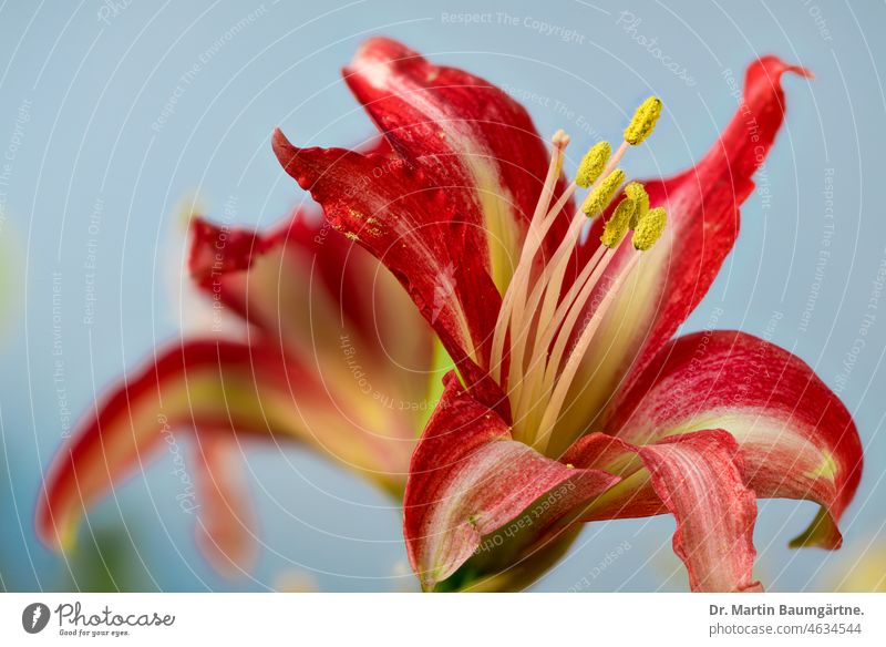 Hippeastrum hybrid, delphinium, flowers against bright sky Hybrids Amaryllis Blossom blossoms dust bag Stamp Flower Onion Flower Ornamental flower