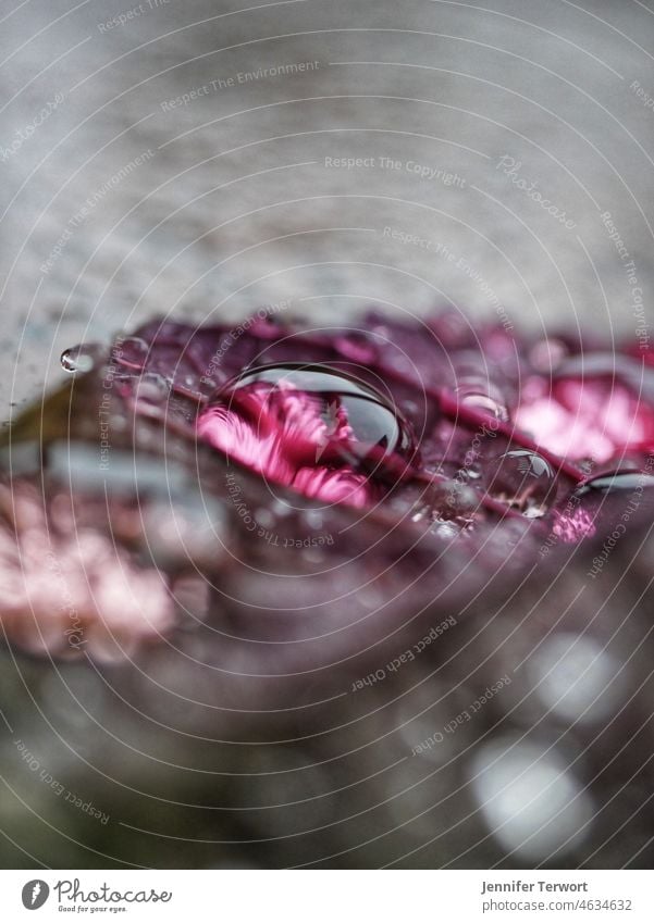 Raindrops on a leaf raindrops Drop Drops of water Nature Macro (Extreme close-up) Weather Leaf Close-up Exterior shot Colour photo