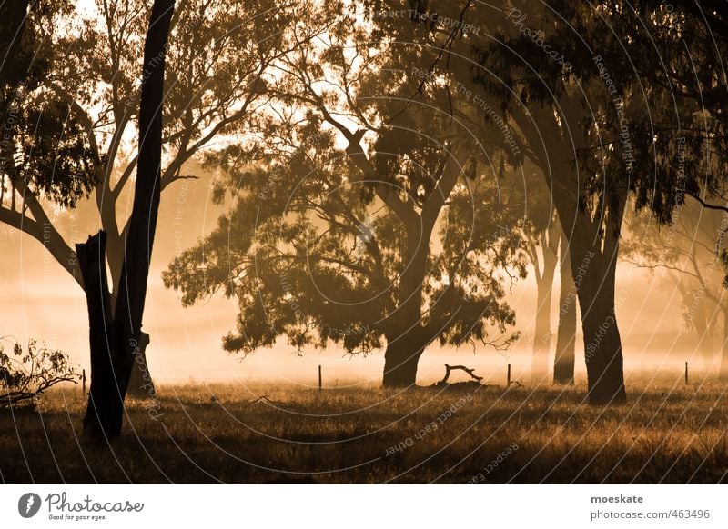 Good morning Australia Nature Plant Sunrise Sunset Fog Tree Calm Colour photo Subdued colour Exterior shot Deserted Dawn Light Contrast Silhouette Sunlight