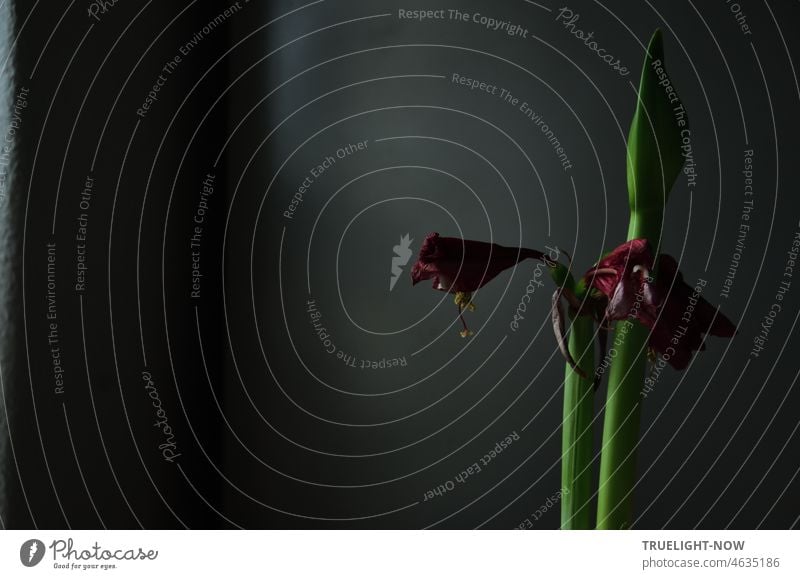 War and peace symbol: Dying amaryllis flower at dusk Amaryllis Blossom withered Low-key Flower Plant Leaf Dark darkness Twilight pass away Death Grief