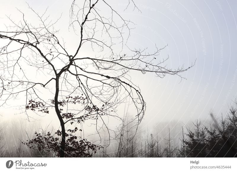 bizarre - young bare tree with bizarre branches in fog in front of a fir tree shelter Tree Beech tree Bizarre Fog morning of fog Winter Bleak firs