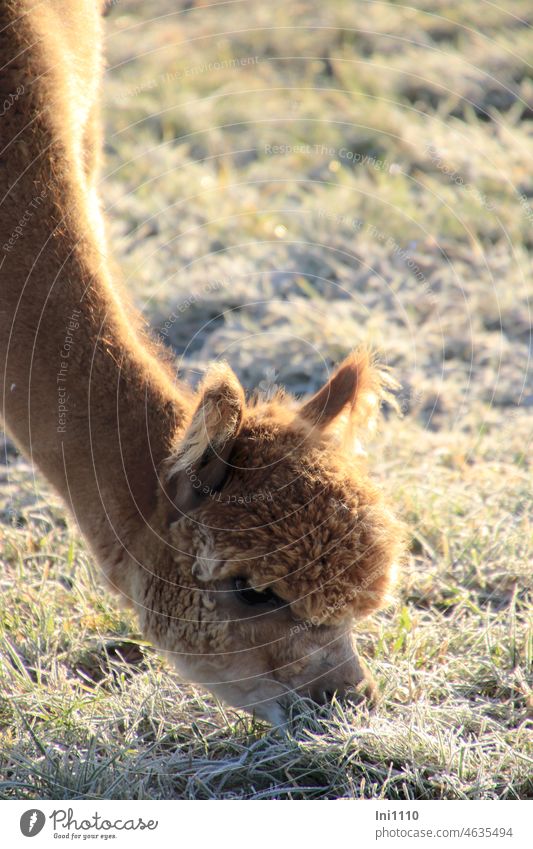 Alpaca in sunshine grazing on meadow with hoarfrost Winter Winter morning Winter dream beautiful weather sunshine Frost Meadow Hoar frost Grass Animal