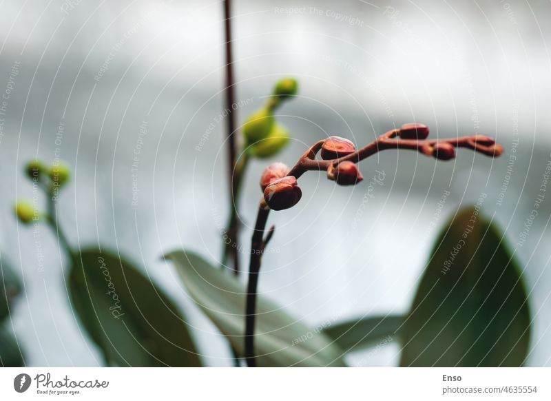 Orchid flower spike by the window under artificial light in winter, Phalaenopsis flower buds closeup orchid plant growing garden home flora green pot indoor