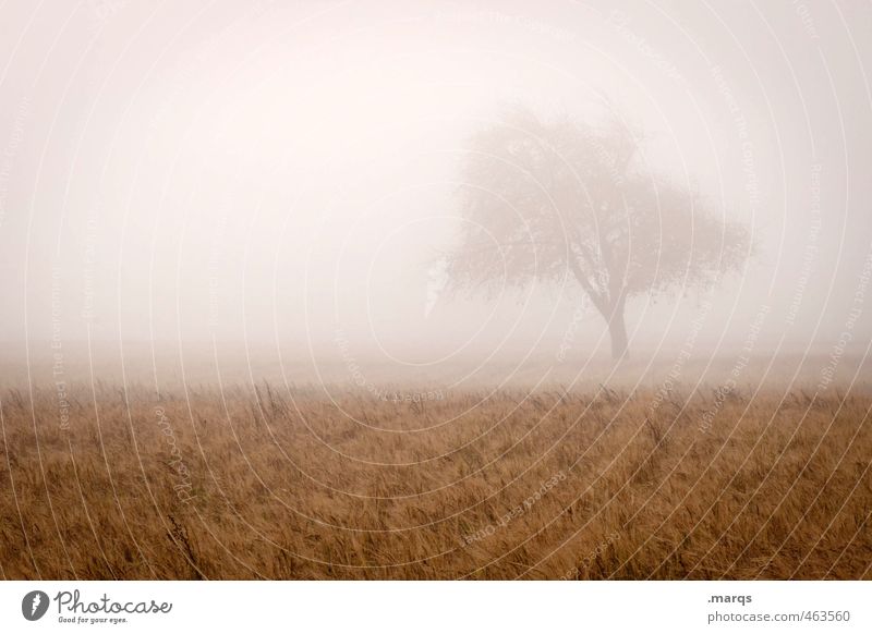 October Trip Environment Nature Landscape Sky Autumn Weather Fog Tree Field Cold Beautiful Life Change Romance Hazy Colour photo Exterior shot