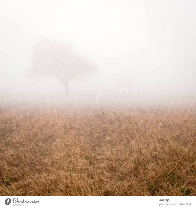 unclear Environment Nature Landscape Horizon Autumn Climate Fog Tree Field Esthetic Fresh Cold Emotions Hazy Bright Colour photo Exterior shot Deserted