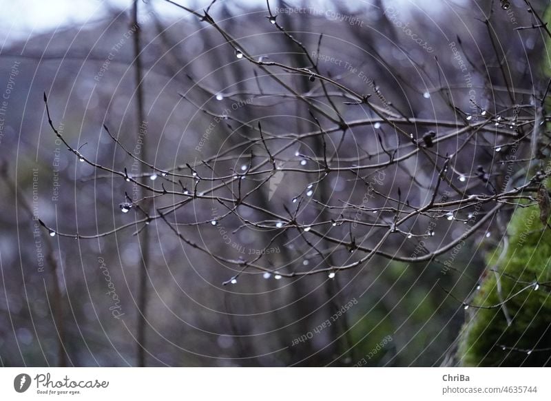 Bare branches with glittering frozen drops in winter Twigs and branches Drop sparkle Rain Frost Winter Bleak Dark Nature Exterior shot Deserted Cold Ice