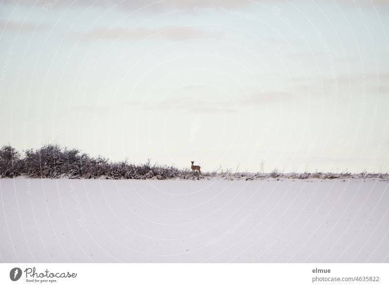 On the edge of a snowy field stands a deer at a great distance / winter / nature conservation Winter Roe deer roe deer Wild Field acre Margin of a field Scent