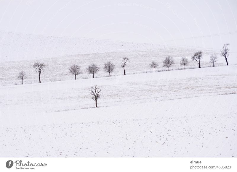 barren snowy landscape with numerous bare deciduous trees / winter / winter landscape Snowscape Winter Deciduous tree Field acre Nature Free Landscape