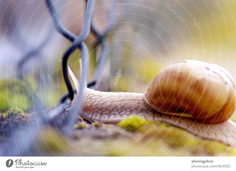 move on Autumn Moss Garden Animal Snail 1 Movement Multicoloured Crawl Fence Traverse Intersection Snail shell Colour photo Exterior shot Close-up