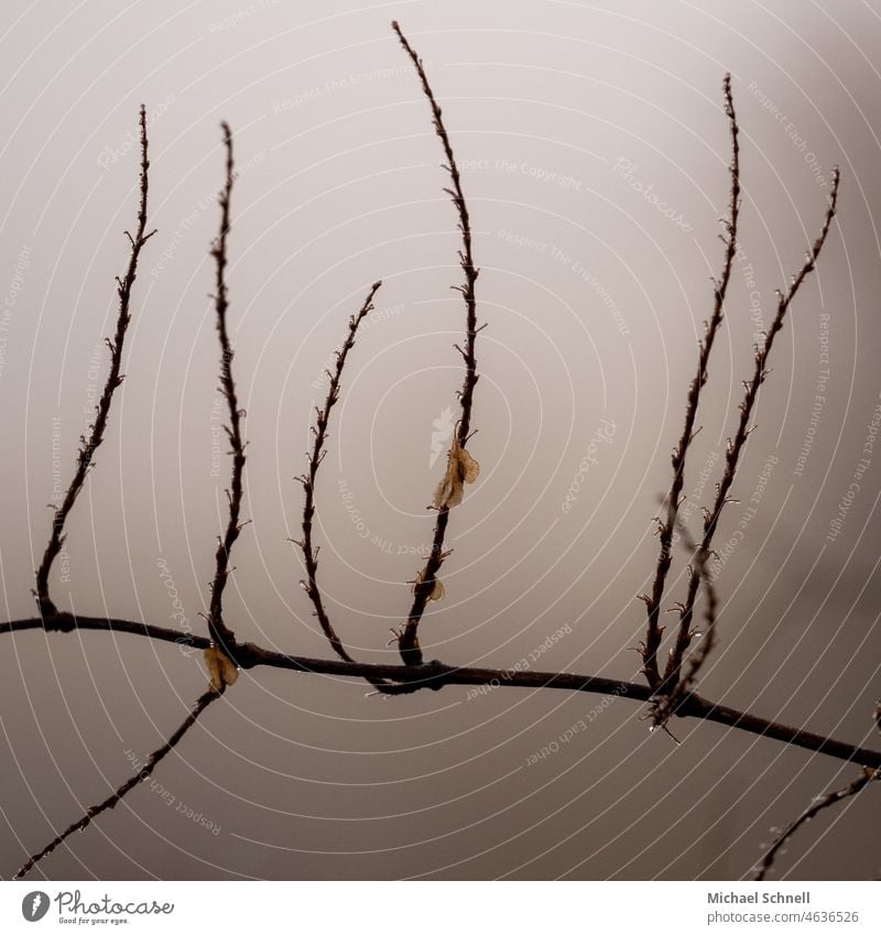 Branch in winter with a few wing nuts (probably from an elm tree) Wingnut Samara Plant Winter upstairs strive for the top foggy wingnuts