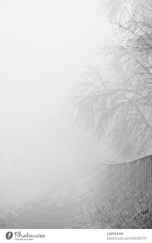 Along the park a high board fence, the path along. A morning enchanted by hoarfrost, fog and cold. Hoar frost hoar frost Bridle trees Winter chill Winter magic