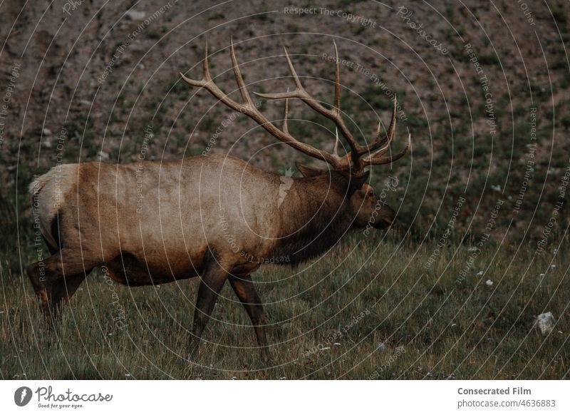 Male Elk walking in the woods Wild Woods Colorado Montana Wyoming Mountains Travel Adventure Rack Elk Rack Wildlife Grass Trees Forest Wildlife Photography