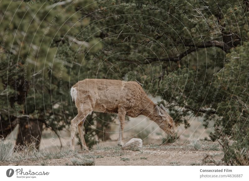 Female Doe Deer Walking through the woods eating grass Wild Wildlife Wildlife Photographer Wildlife Photography Travel Adevnture Mountains Woods Forest Trees