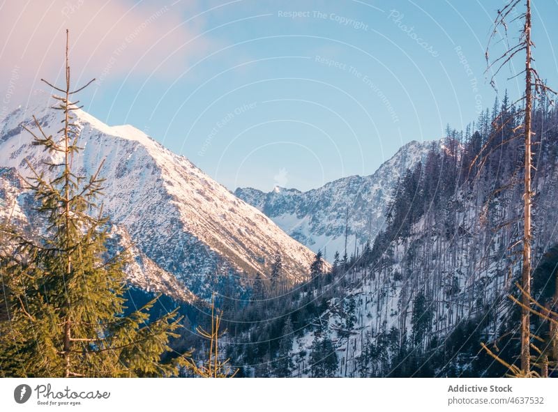 Forest near snowy mountains in Poland tatra winter nature rock forest coniferous tree ridge frozen frost range slope krakow poland plant spruce fir woods