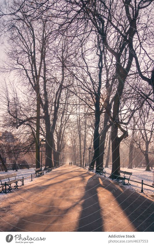 Alley in snowy park on winter day alley pathway tree bench cold leafless empty environment grow walkway frost plant straight wintertime light hoarfrost climate