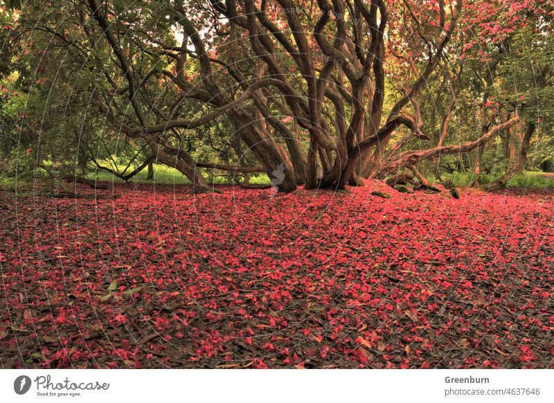 Rhododendron, English Lake District, Cumbria. rhododendrons Rhododendrom Plant Nature Exterior shot Colour photo Blossom Blossoming Spring Flower Garden Summer