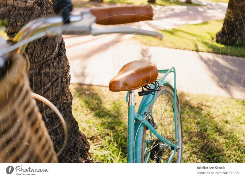 Bicycle parked near palm in park bicycle lawn tree sunny daytime summer retro bike transport vehicle vintage sunlight tropical weekend grass season daylight