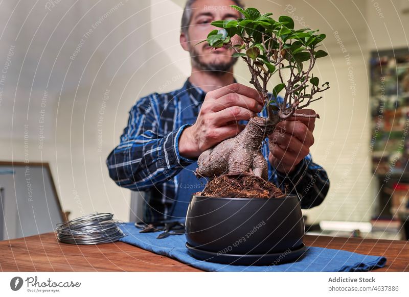 Gardener tying bonsai branch with wire man gardener tree focus twig greenhouse flora male natural growth care shape form botany plant tend small horticulture