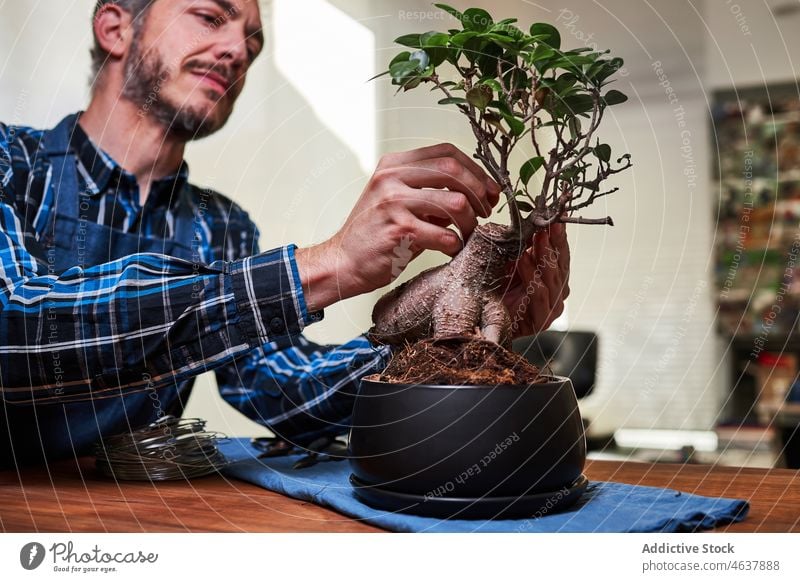 Gardener tying bonsai branch with wire man gardener tree focus twig greenhouse flora male natural growth care shape form botany plant tend small horticulture