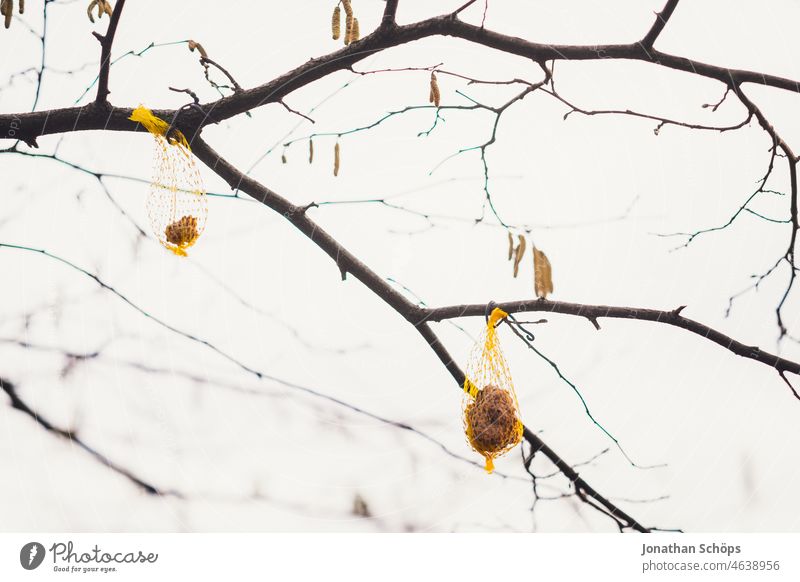 Bird feeder hangs on branch Kernels & Pits & Stones Seed mixture Feeding Deserted Day Colour photo Garden Forest grains Nature Exterior shot Autumn Winter