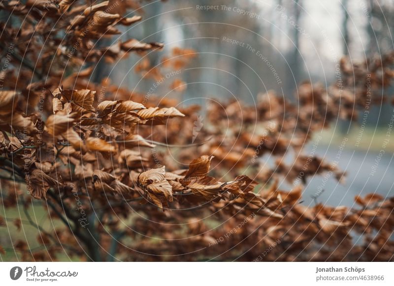 Little tree with autumn leaves little trees shrub bush Autumn foliage Autumn leaves bokeh Shallow depth of field Nature Autumnal Autumnal colours Leaf