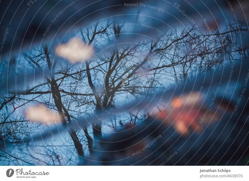 Reflection in a puddle from a bare tree in winter Winter Autumn Puddle Bleak foliage Dark Blue Reflection in the water reflection Tree branches fairway Water