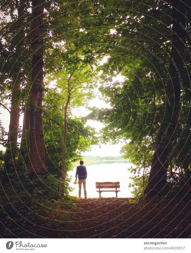 Fairy tale ray of hope Fabulous Nature Green Enchanted forest pretty Exterior shot Forest Environment Tree Man amass Search Bench focus Central perspective Lake